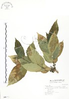 對葉榕藏品圖，第1張