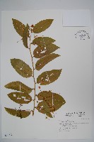 蘭嶼山柑藏品圖，第1張