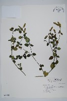 爵床藏品圖，第1張