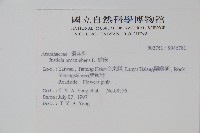 爵床藏品圖，第2張