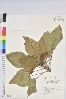 蘭嶼鐵莧、綠島鐵莧藏品圖，第1張