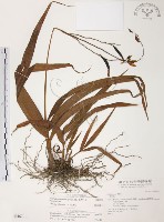 臺灣白及藏品圖，第1張