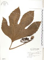 蘭嶼八角金盤藏品圖，第1張