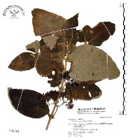 杜虹花，台灣紫珠藏品圖，第1張