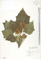 山芙蓉、臺灣山芙蓉、狗頭芙蓉藏品圖，第1張