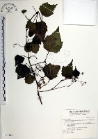 漢氏山葡萄藏品圖，第1張