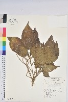 蘭嶼鐵莧、綠島鐵莧藏品圖，第1張