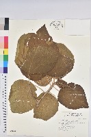 野桐藏品圖，第7張