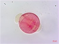 野桐藏品圖，第2張