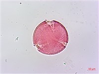 野桐藏品圖，第3張