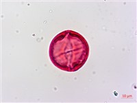 野桐藏品圖，第4張