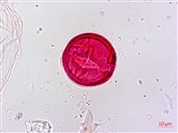 野桐藏品圖，第5張