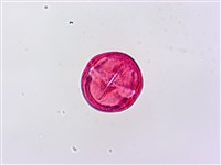 野桐藏品圖，第6張