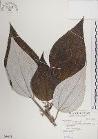 蘭嶼水絲麻藏品圖，第1張