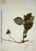 大葉溲疏藏品圖，第1張