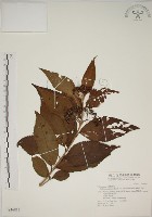 朝鮮紫珠、蘭嶼女兒茶藏品圖，第1張