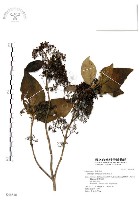 杜虹花，台灣紫珠藏品圖，第1張