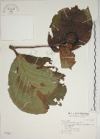 欖仁舅藏品圖，第1張