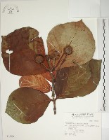 欖仁舅藏品圖，第1張