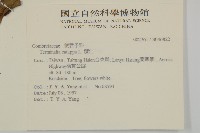 欖仁藏品圖，第2張
