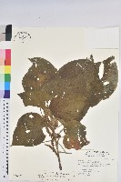 蘭嶼鐵莧、綠島鐵莧藏品圖，第1張