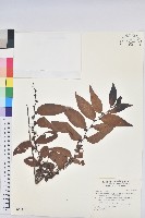 披針葉饅頭果藏品圖，第1張