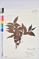披針葉饅頭果藏品圖，第1張