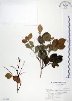 長果月橘藏品圖，第1張