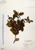 厚葉石斑木藏品圖，第1張