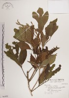 蘭嶼樹蘭藏品圖，第1張