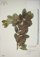 蘭嶼念珠藤藏品圖，第1張