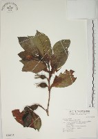 山黃梔藏品圖，第1張