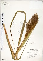 五節芒藏品圖，第1張