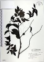 蘭嶼柿藏品圖，第1張