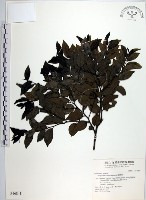 蘭嶼柿藏品圖，第1張