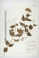 田代氏澤蘭藏品圖，第1張