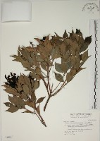 賽赤楠藏品圖，第1張