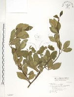 飛龍掌血藏品圖，第1張