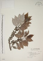 四脈麻藏品圖，第1張