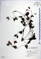 倒地蜈蚣藏品圖，第1張
