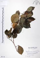 長果月橘藏品圖，第1張