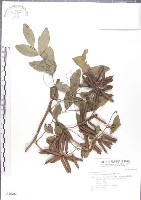 尖葉木藍藏品圖，第1張