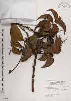 番龍眼藏品圖，第1張