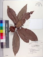 毛柿藏品圖，第1張