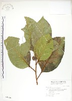 大冇榕、稜果榕藏品圖，第1張