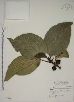 蘭嶼落葉榕藏品圖，第1張