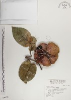 蘭嶼蘋婆藏品圖，第1張