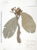 豬母乳、水同木藏品圖，第1張