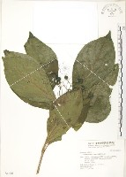 錫蘭玉心花藏品圖，第1張