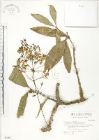 蘭嶼野牡丹藤藏品圖，第1張